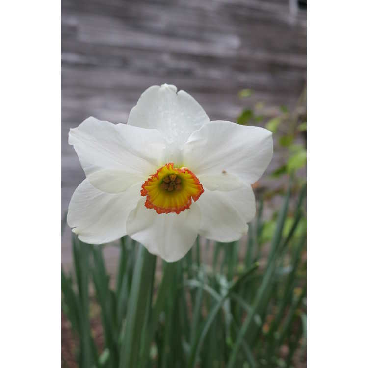 Narcissus 'Tullybeg'