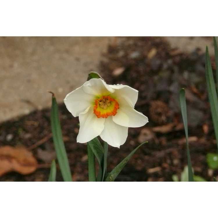 Narcissus 'Tullybeg'