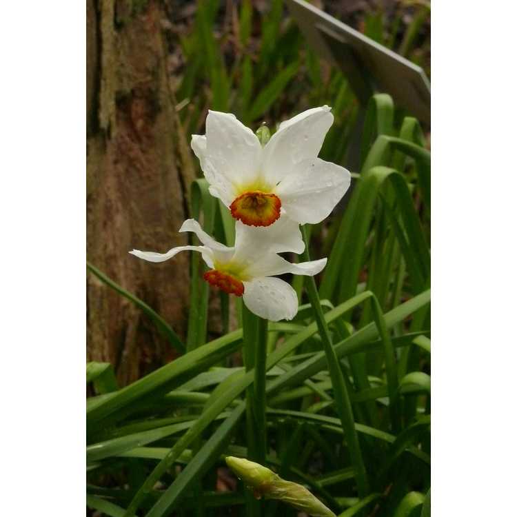 Narcissus Flower Record