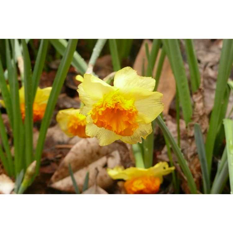 Narcissus 'Pet Finch' - jonquilla daffodil