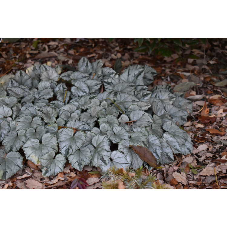Cyclamen hederifolium Ashwood Nurseries Silver Leaf Group - hardy cyclamen