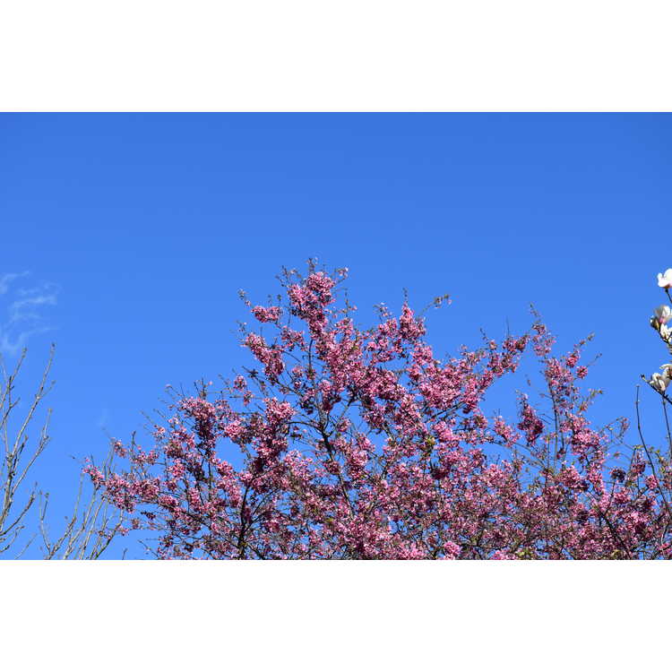 Prunus (NA 63480) - U.S. National Arboretum hybrid flowering cherry