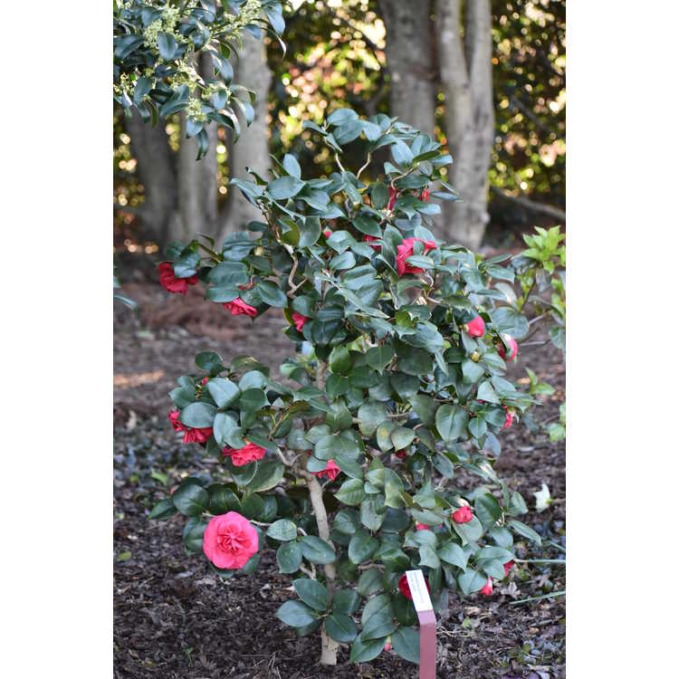 Camellia japonica Curly Lady