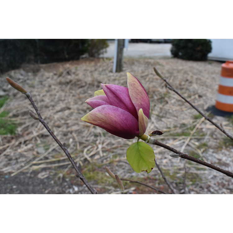 Magnolia ×brooklynensis 'Black Beauty' × (M. 'Toro' × M. 'Gorgeous') - hybrid magnolia