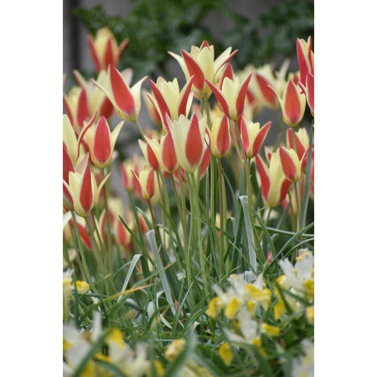 Tulipa 'Tinka' - tulip