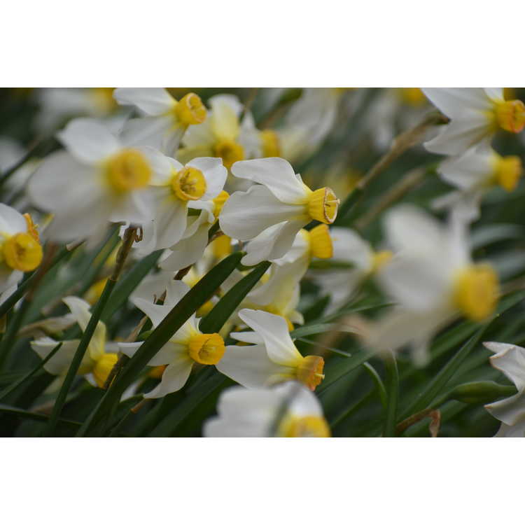 Narcissus Beryl