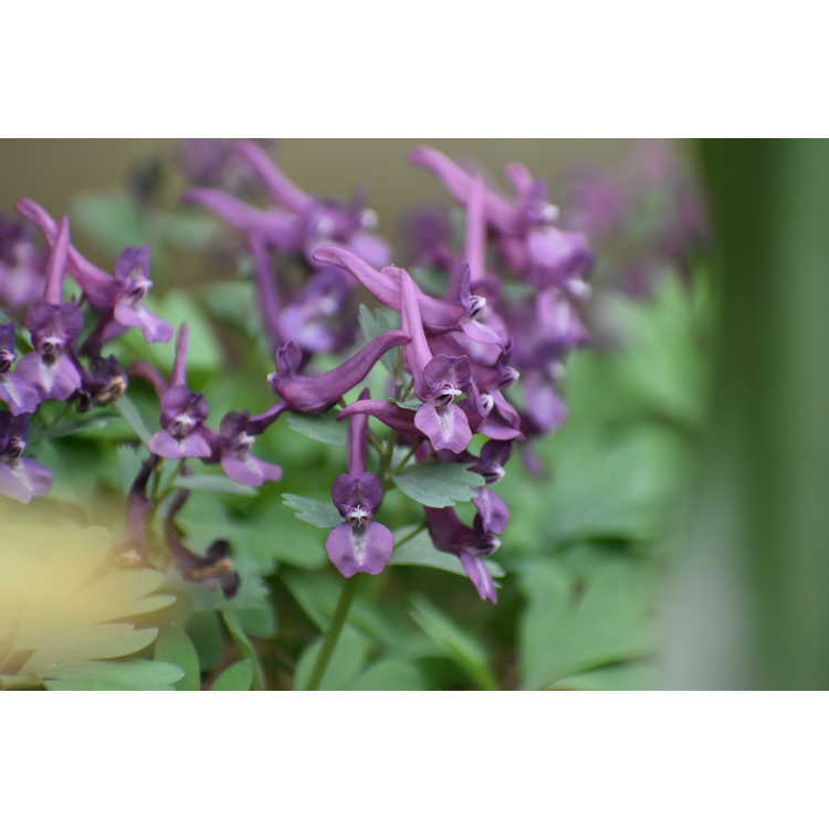 Corydalis solida 'Purple Bird' - fumewort