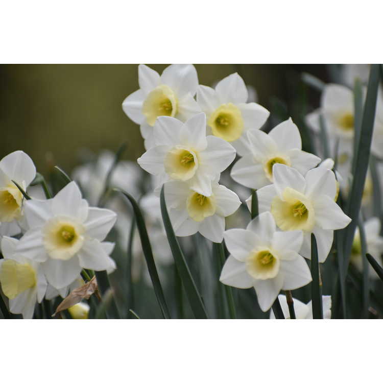 Narcissus Silver Smiles
