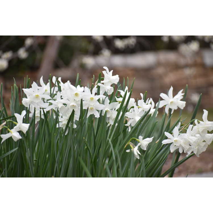 Narcissus 'Thalia' - triandrus daffodil
