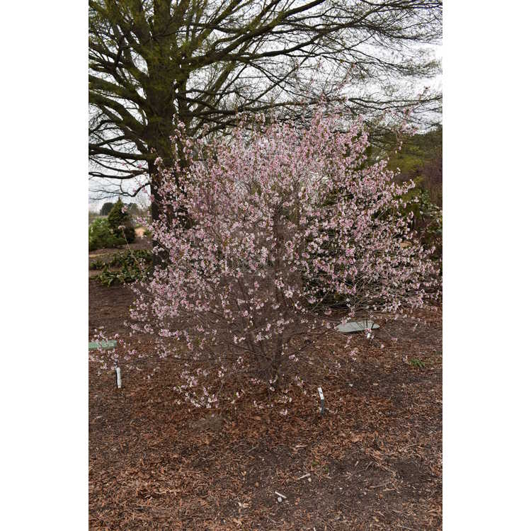 Prunus incisa 'Yamadei' - Fuji cherry