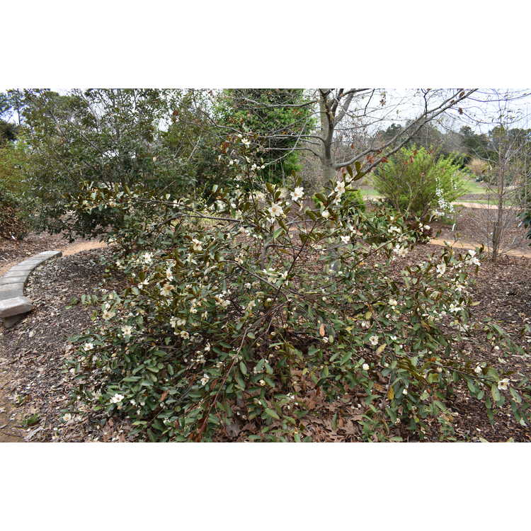 Magnolia laevifolia 'Snowbird' - shrubby michelia