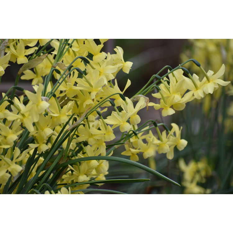 Narcissus 'Hawera' - miniature daffodil