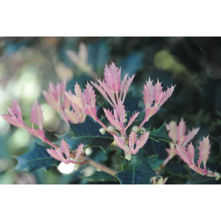 Osmanthus heterophyllus 'Shien' - Party Lights pink flush osmanthus