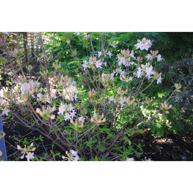 <em>Rhododendron</em> 'Touch of Pink'