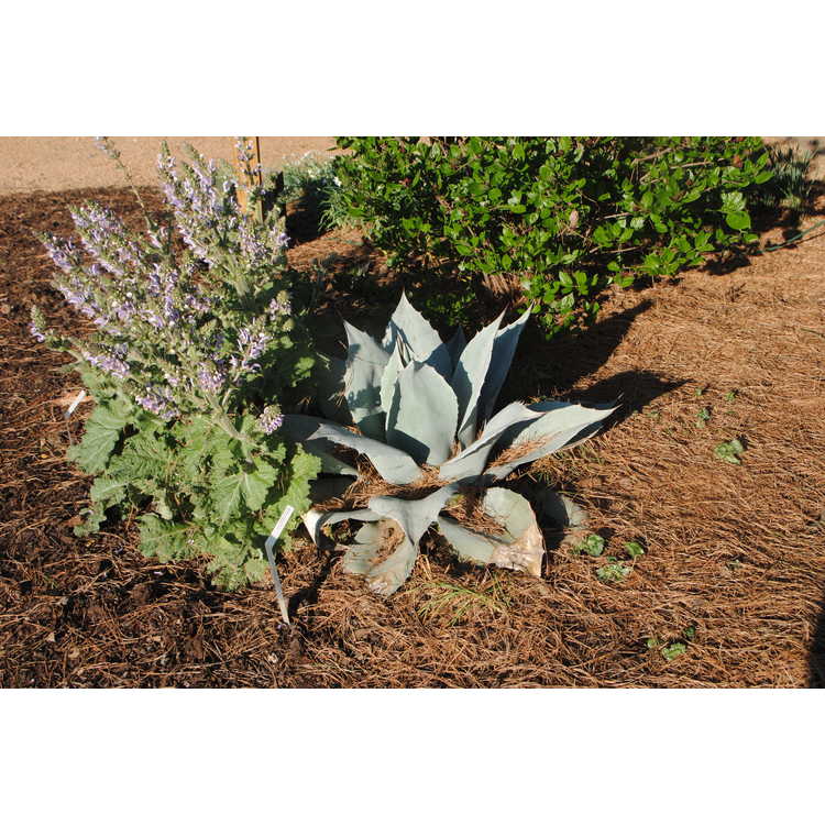 Agave ovatifolia 'Frosty Blue' - whale's tongue agave