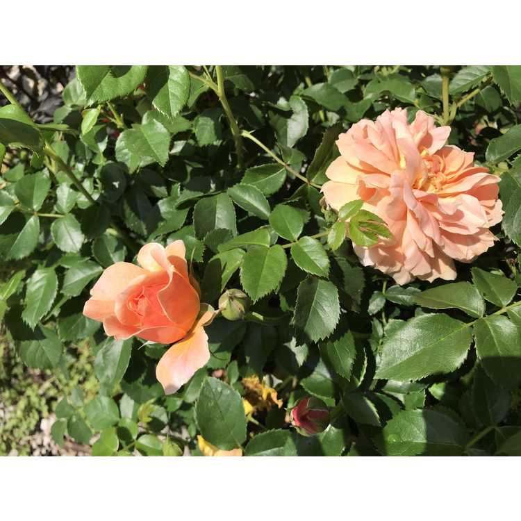 Rosa 'Horcogjil' - At Last shrub rose