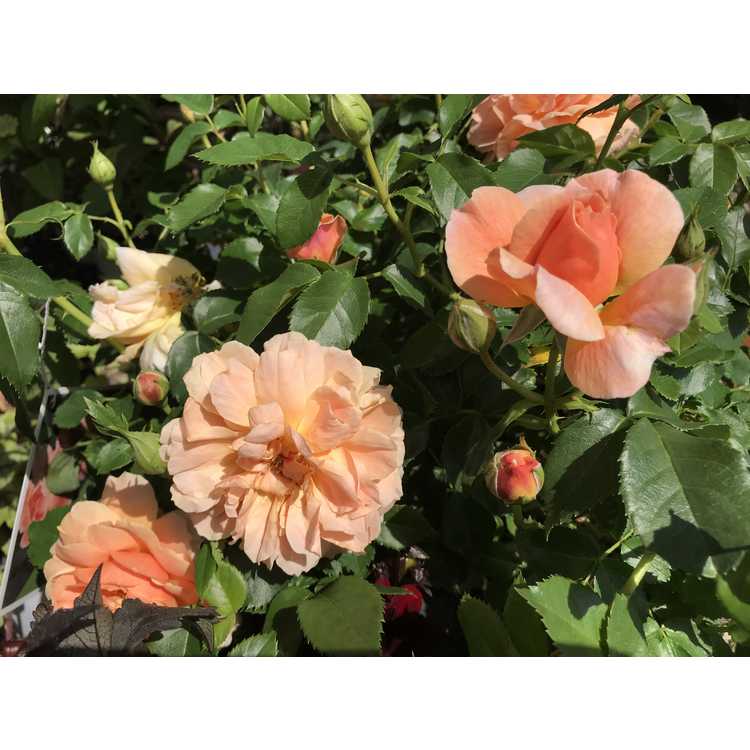 Rosa 'Horcogjil' - At Last shrub rose