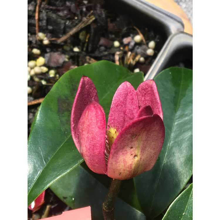 Magnolia 'Stellar Ruby'