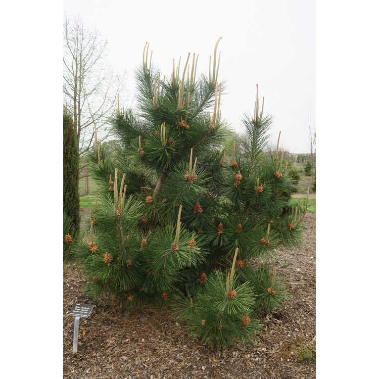 Pinus thunbergii 'Frosty Patches' - Japanese black pine
