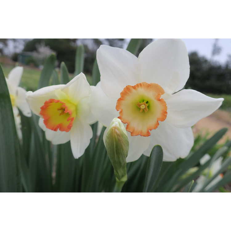 Narcissus Garden Club of America