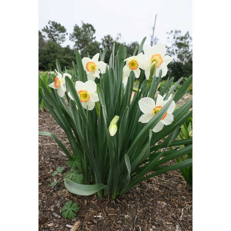 Narcissus 'Garden Club of America'