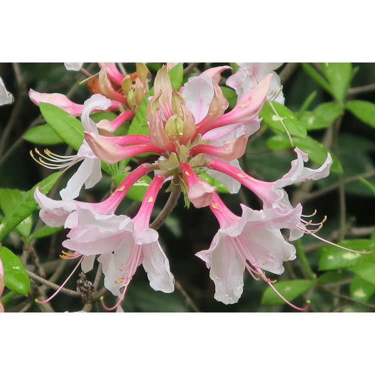 Rhododendron 'Spring Sensation'