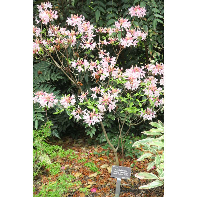 Rhododendron Spring Sensation