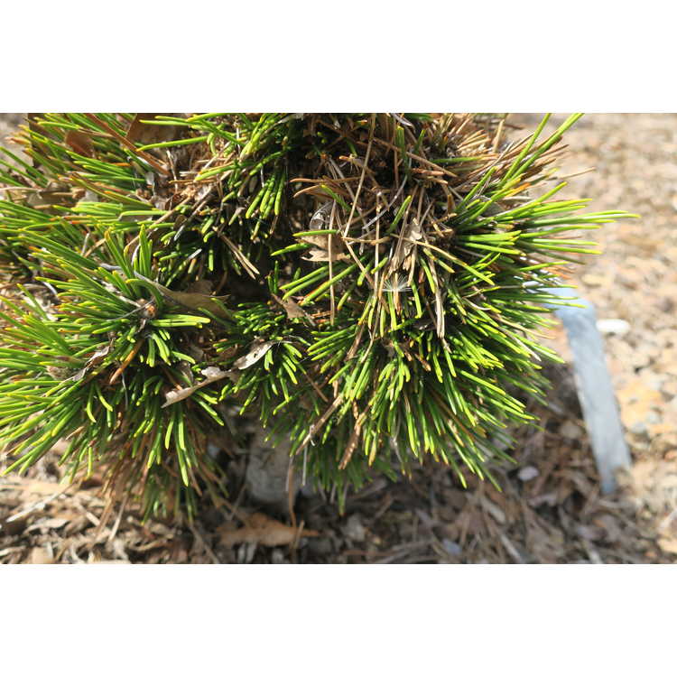 dwarf Bosnian pine
