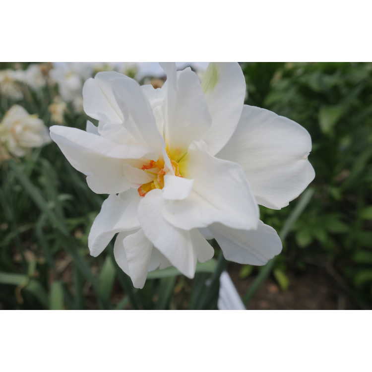 Narcissus Victoria von dem Busche