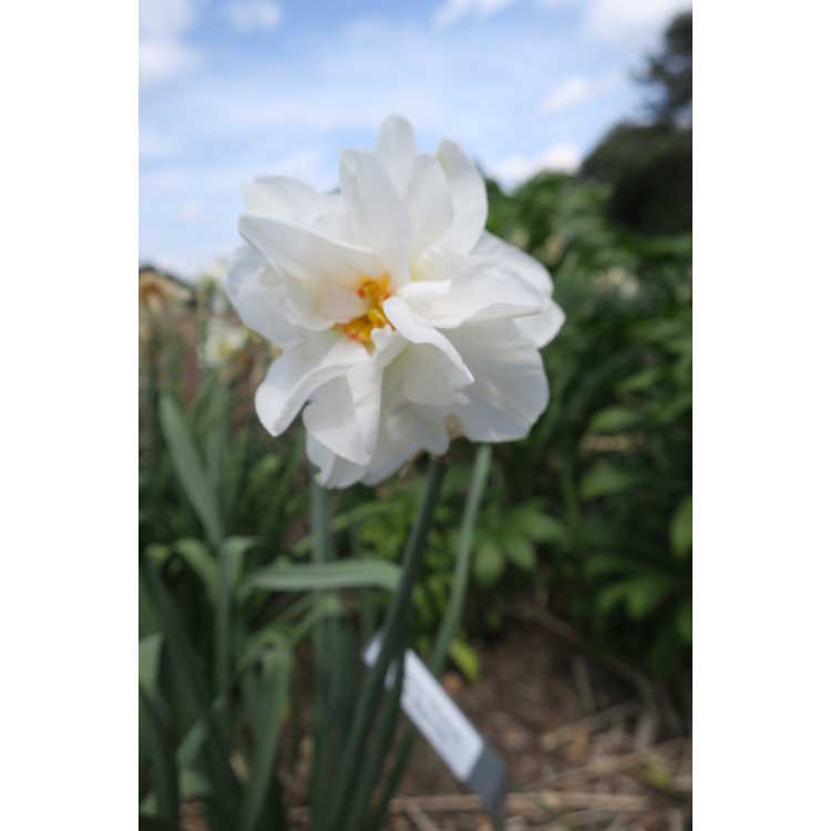 Narcissus Victoria von dem Busche
