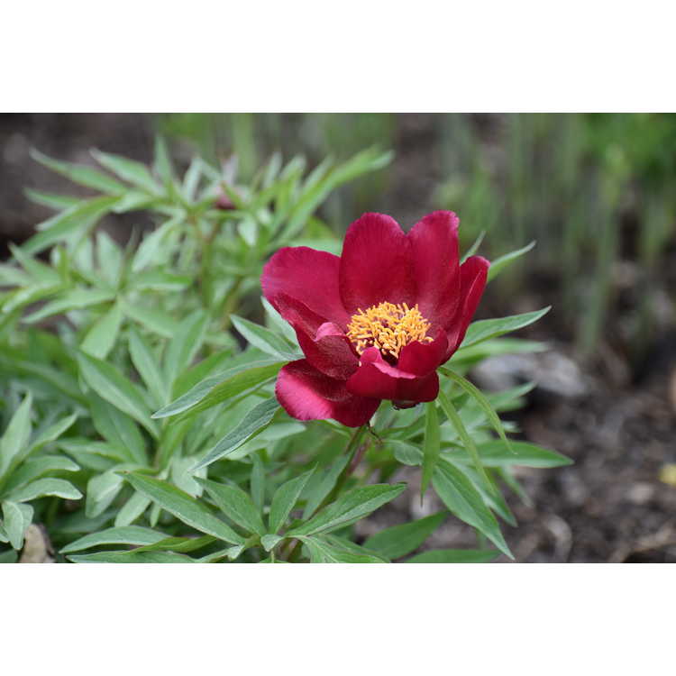 Paeonia 'Early Scout'