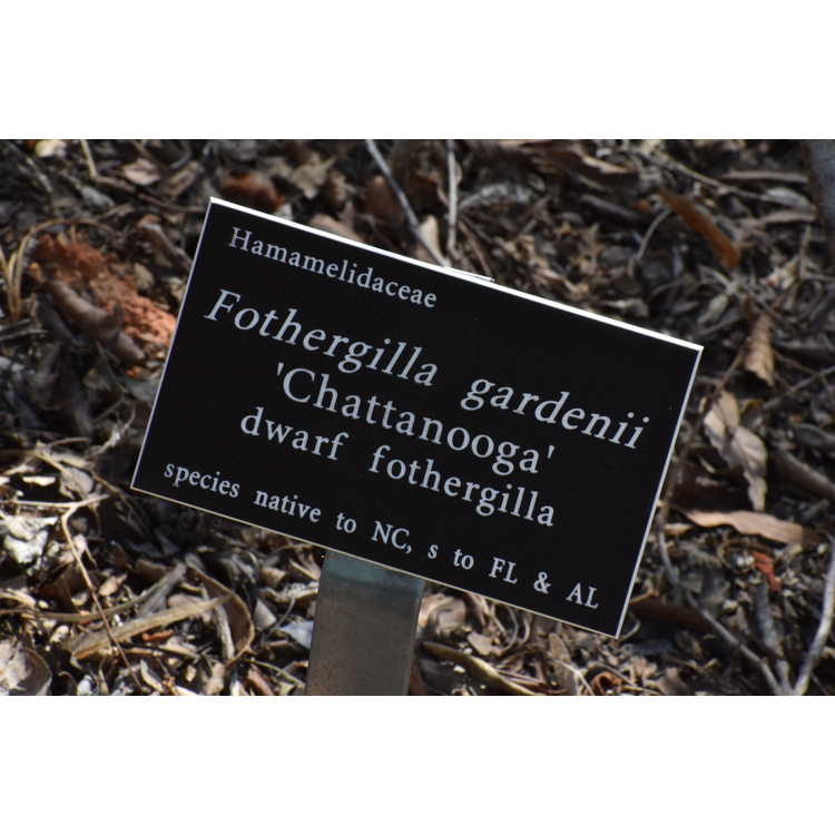 Fothergilla gardenii 'Chattanooga' - dwarf fothergilla