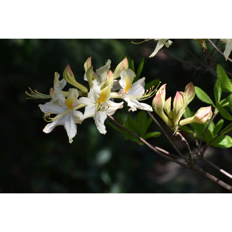 Rhododendron 'High Tide' - Aromi hybrid azalea