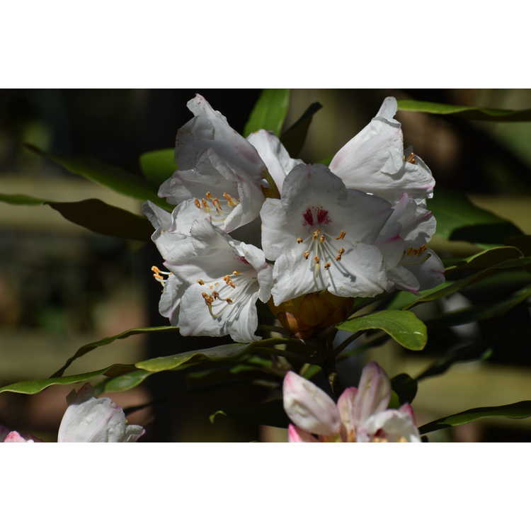 Rhododendron formosanum pure white form