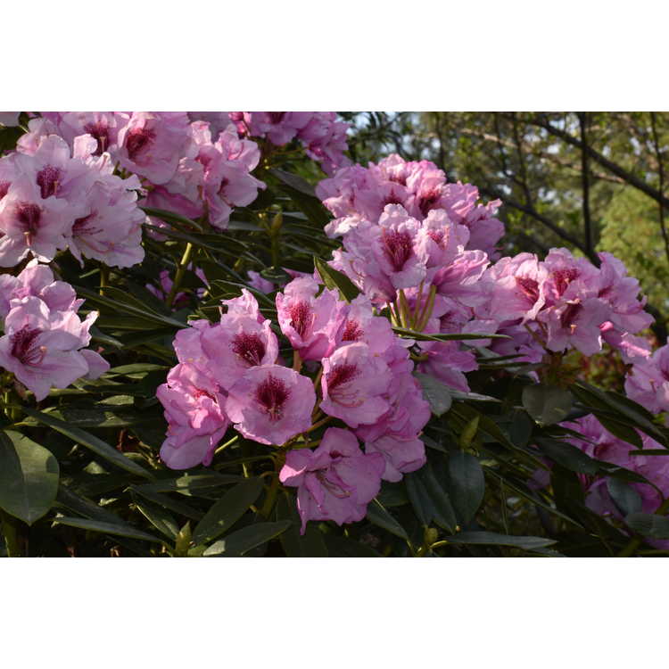 Rhododendron 'Tyler Morris' - Southgate Radiance rhododendron