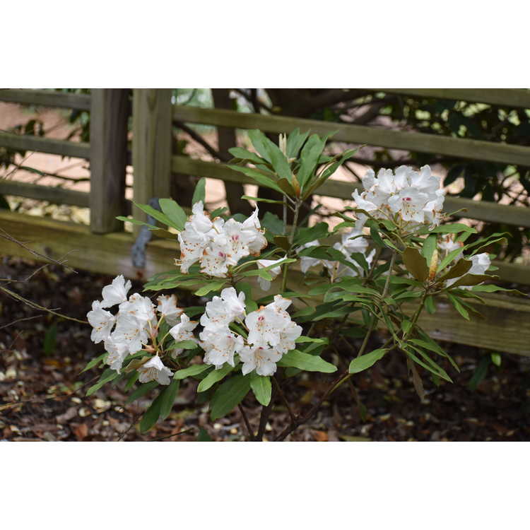 Rhododendron formosanum (pure white form)