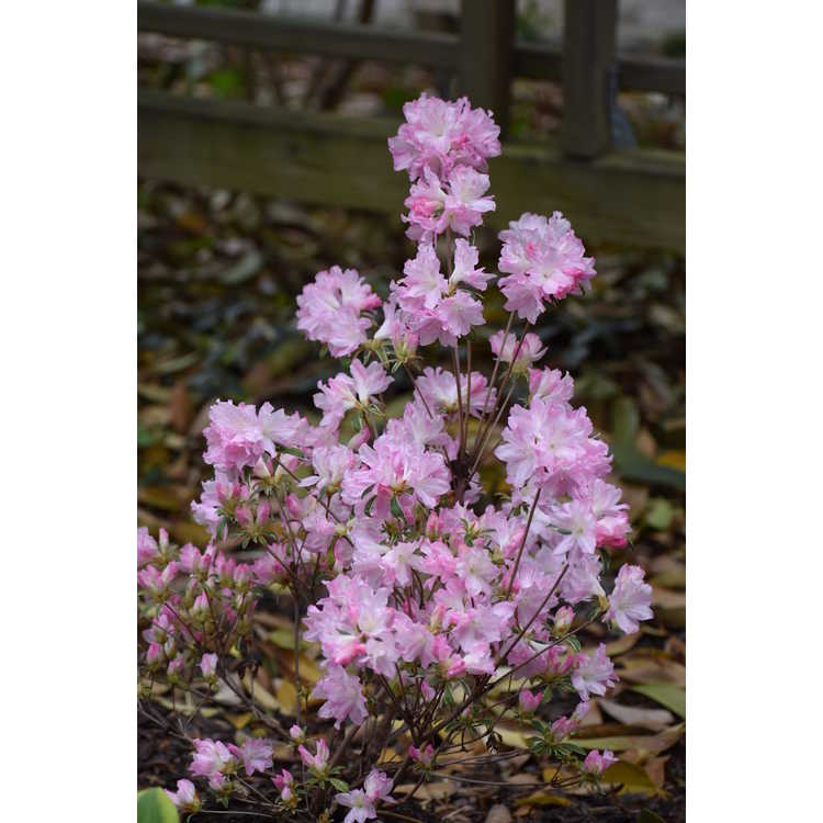 Rhododendron variegated pink