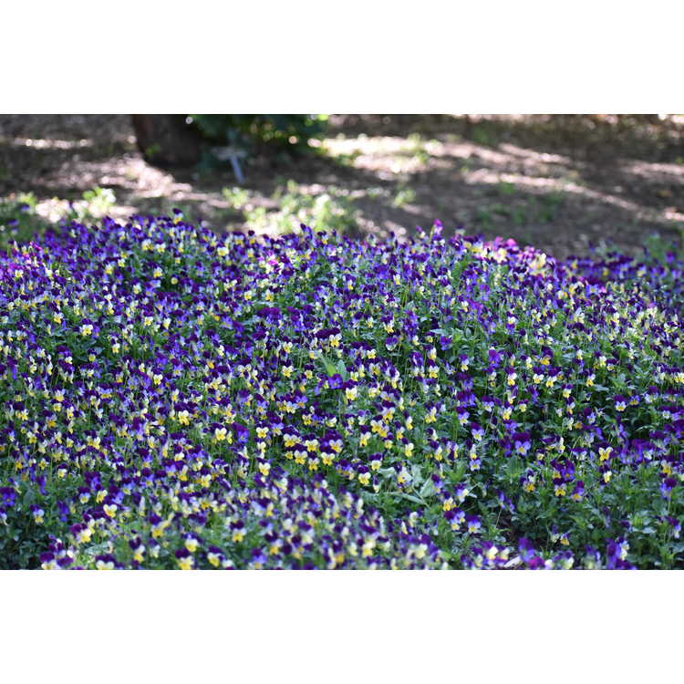 <em>Viola tricolor</em>