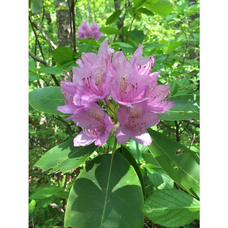 Rhododendron catawbiense 'Royal Resilience'