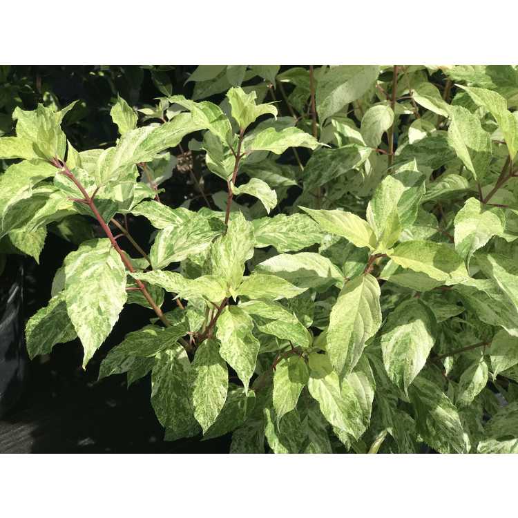 Hydrangea paniculata 'Yukigeshou' - variegated panicled hydrangea