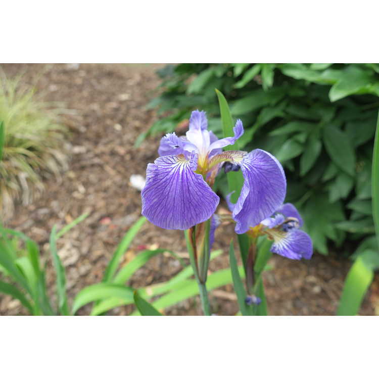 Iris setosa 'Hokkaido Purple'