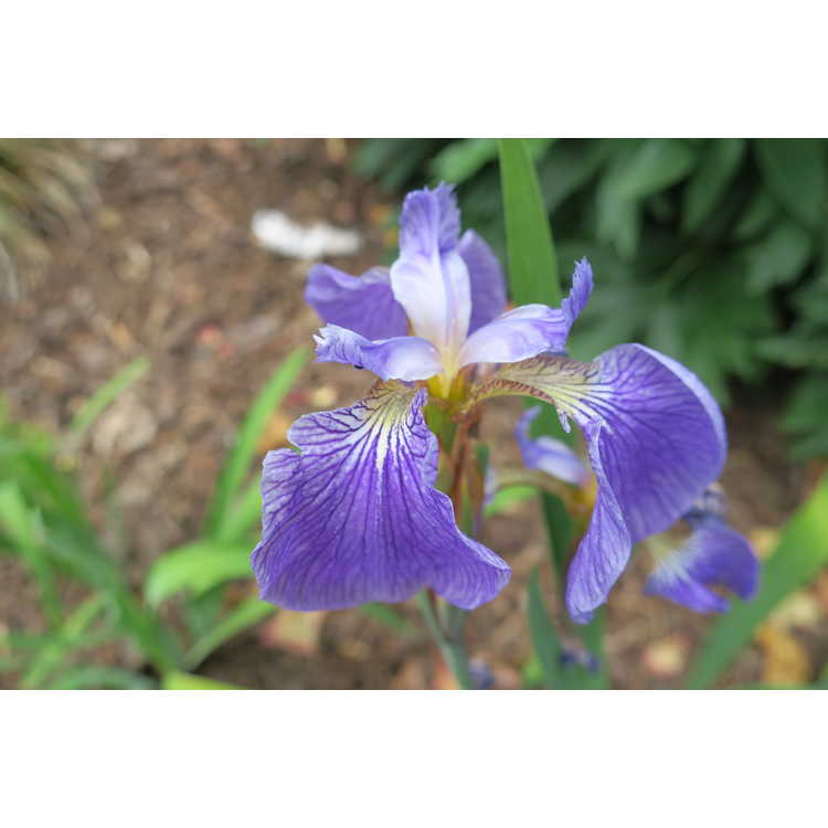 <em>Iris setosa</em> 'Hokkaido Purple'
