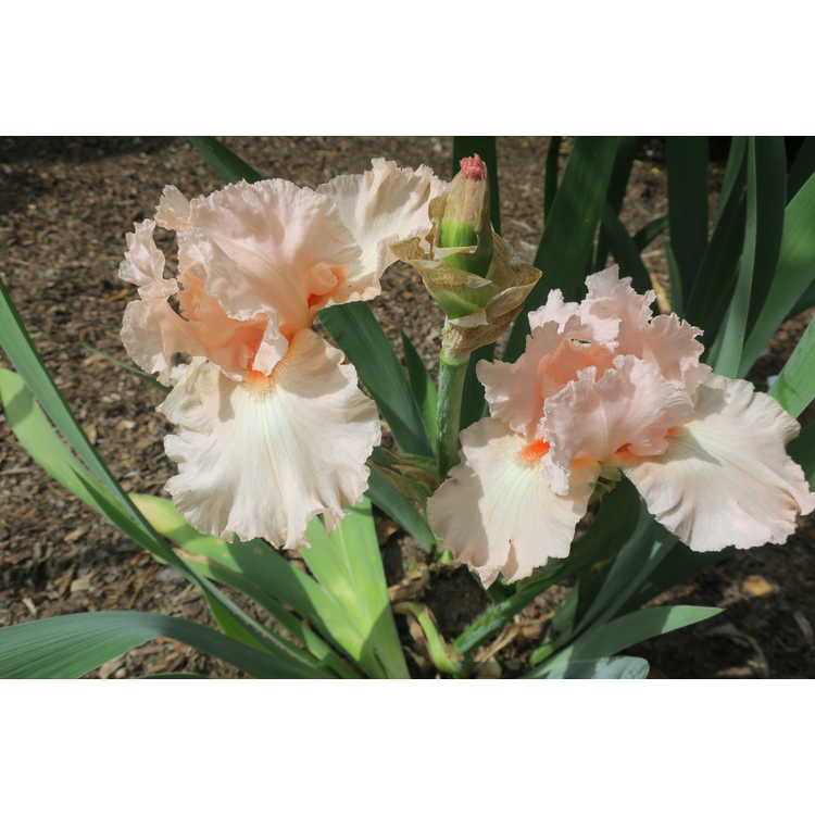 Iris 'Vision in Pink' - tall bearded iris