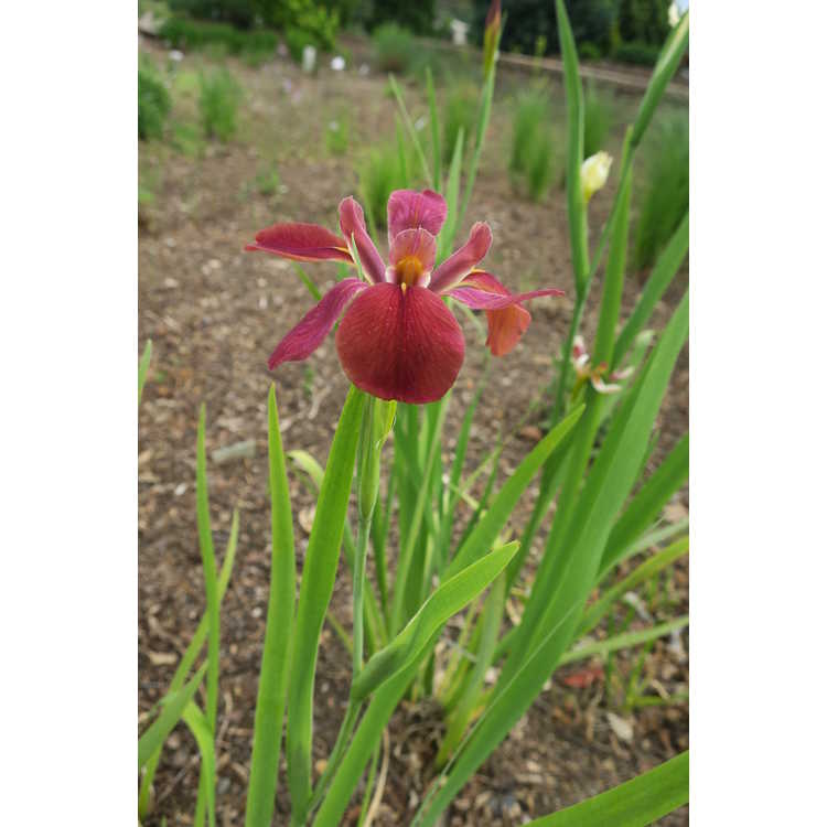 Iris nelsonii