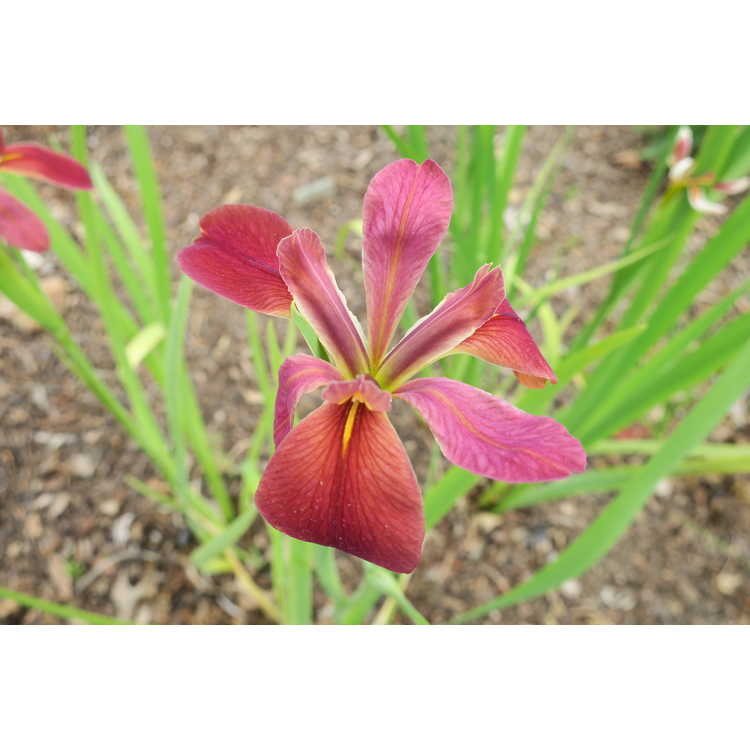 Iris nelsonii