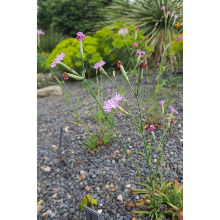 Dianthus longicalyx - Asian dianthus