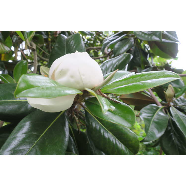 <em>Magnolia grandiflora</em> 'Victoria'