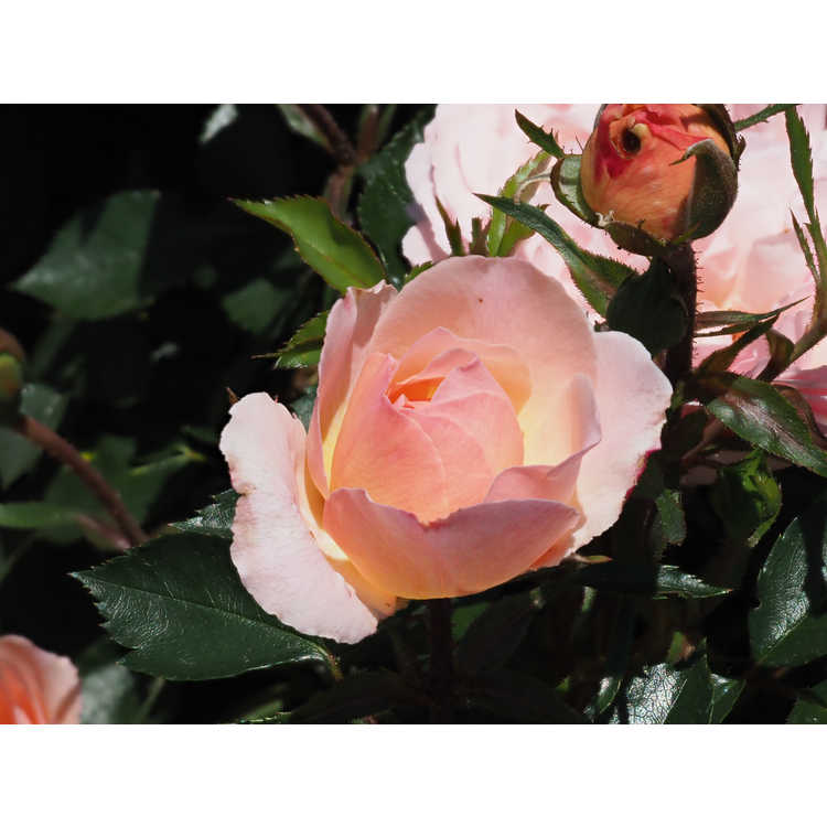 Rosa 'Baiypso' - Easy Elegance Calypso compact shrub rose