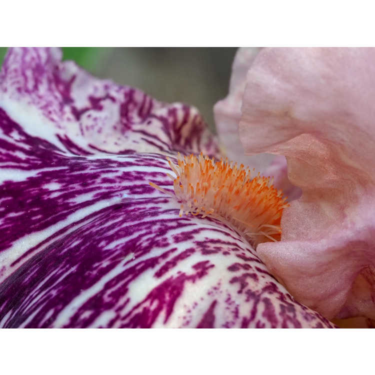 border bearded iris