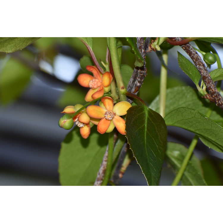 Schisandra arisanensis - magnolia vine